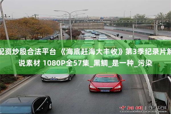 配资炒股合法平台 《海底赶海大丰收》第3季纪录片解说素材 1080P全57集_黑鲷_是一种_污染